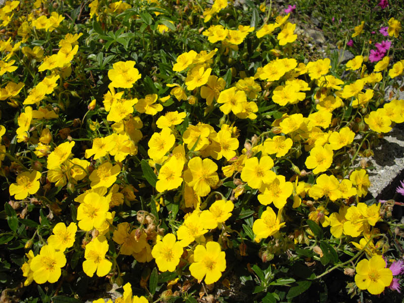 Helianthemum nummularium ssp grandiflorum en fleurs dans les pelouses calcaires d'altitude des Alpes